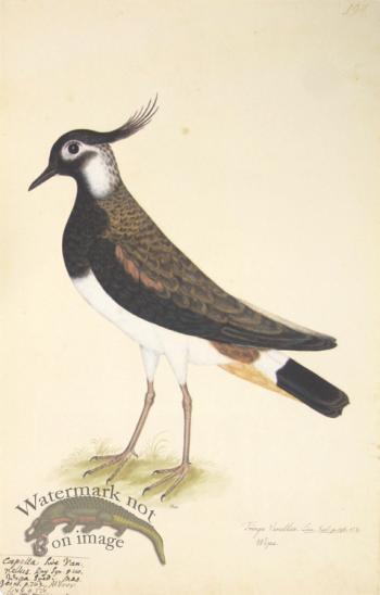 194 Swedish Birds . Tringa Vanellus. Male Lapwing or Plover